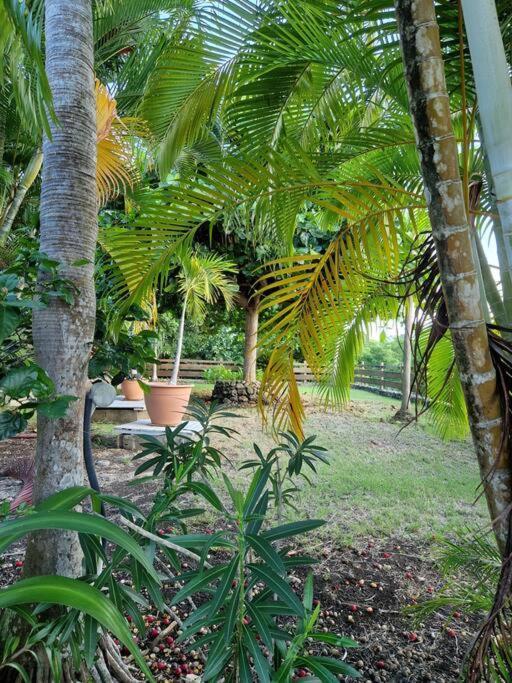 Hébergement de vacances Bungalow Confort Avec Sa Piscine Privative Saint-Louis
